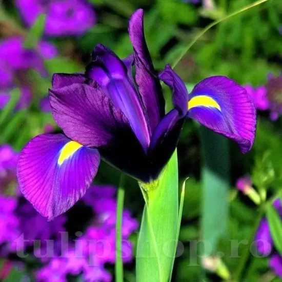 Bulbi Iris Purple Sensation (Stanjenel) iris hollandica purple sensation gradina