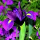 Bulbi Iris Purple Sensation (Stanjenel) iris hollandica purple sensation gradina
