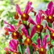iris hollandica red ember gradina 110x110