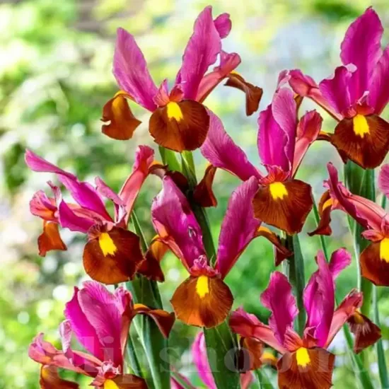 Bulbi Iris Red Ember (Stanjenel) iris hollandica red ember gradina
