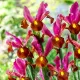 Bulbi Iris Red Ember (Stanjenel) iris hollandica red ember gradina