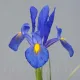 Bulbi Iris Sapphire Beauty (Stanjenel) iris hollandica sapphire beauty gradina