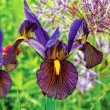 iris hollandica tiger eye gradina 110x110