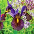 Bulbi Iris Tiger Eye (Stanjenel) - Toamna
