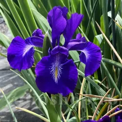 Bulbi Iris King of the Blues (Stanjenel) Bulbi Iris King of the Blues (Stanjenel)