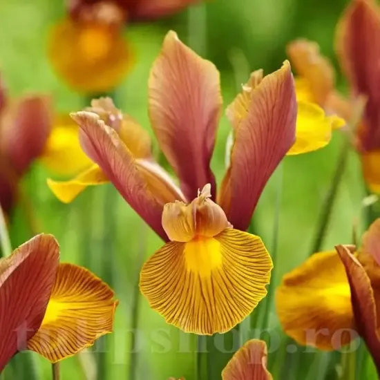 Bulbi Iris Autumn Princess (Stanjenel) iris olandez autumn princess bulbi flori