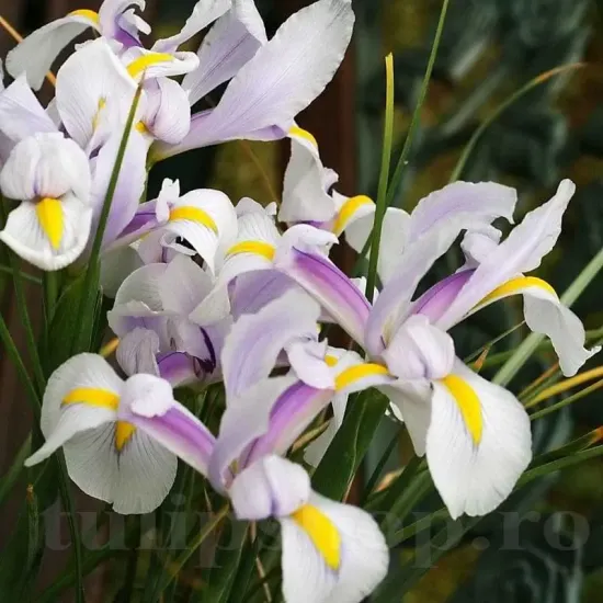 iris olandez carmen flori taiate