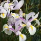 iris olandez carmen flori taiate