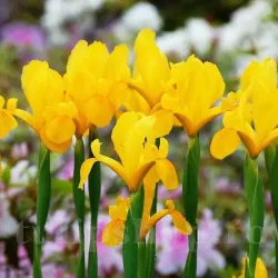 Bulbi Iris Golden Harvest (Stanjenel) - Toamna