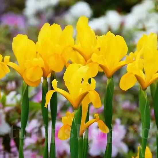iris olandez golden harvest auriu intens