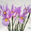 iris olandez pink panther gradina 110x110