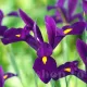 Bulbi Iris Purple Sensation (Stanjenel) iris olandez purple sensation mov intens