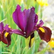 iris olandez red ember bronz auriu 110x110