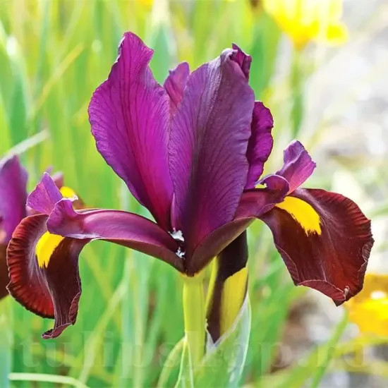 Bulbi Iris Red Ember (Stanjenel) iris olandez red ember bronz auriu