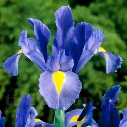 Bulbi Iris Sapphire Beauty (Stanjenel) - Toamna