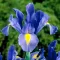 Bulbi Iris Sapphire Beauty (Stanjenel) - Toamna