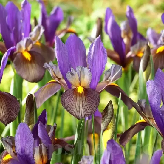 iris olandez tiger eye maro auriu