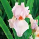 iris pink horizon rizomi pret bulbi toamna