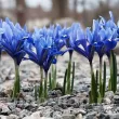 iris reticulata harmony bulbi gradina 110x110