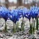 Bulbi Iris Harmony (Stanjenel) iris reticulata harmony bulbi gradina