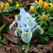 iris reticulata katherine hodgkin bulbi pitici 110x110