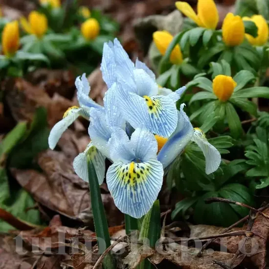 iris reticulata katherine hodgkin bulbi pitici