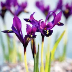 Bulbi Iris Pauline (Stanjenel) Bulbi Iris Pauline (Stanjenel)