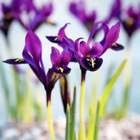 Bulbi Iris Pauline (Stanjenel) iris reticulata pauline bulbi gradina