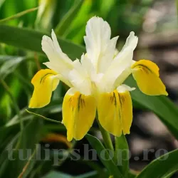 Bulbi Iris Bucharica (Stanjenel) - Toamna