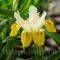 Bulbi Iris Bucharica (Stanjenel) - Toamna