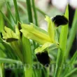 pachet bulbi iris hermodactylus tuberosus tulip shop 110x110