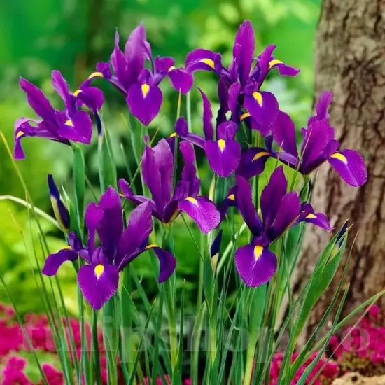 Bulbi Iris Purple Sensation (Stanjenel) pachet bulbi iris hollandica purple sensation