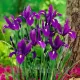 Bulbi Iris Purple Sensation (Stanjenel) pachet bulbi iris hollandica purple sensation