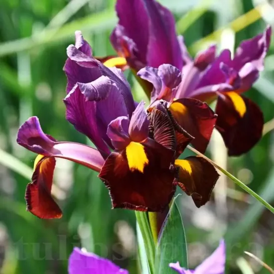 Bulbi Iris Red Ember (Stanjenel) pachet bulbi iris hollandica red ember