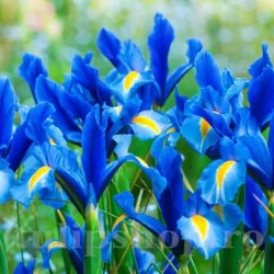 Bulbi Iris Sapphire Beauty (Stanjenel) - Toamna Bulbi Iris Sapphire Beauty (Stanjenel) - Toamna