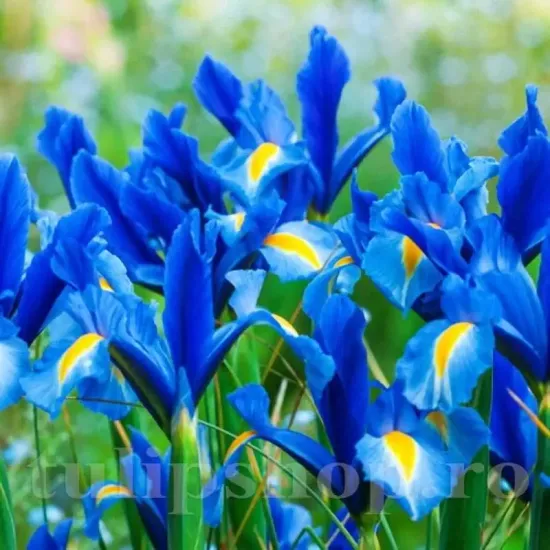 Bulbi Iris Sapphire Beauty (Stanjenel) pachet bulbi iris hollandica sapphire beauty