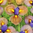 pachet bulbi iris hollandica tiger eye 110x110