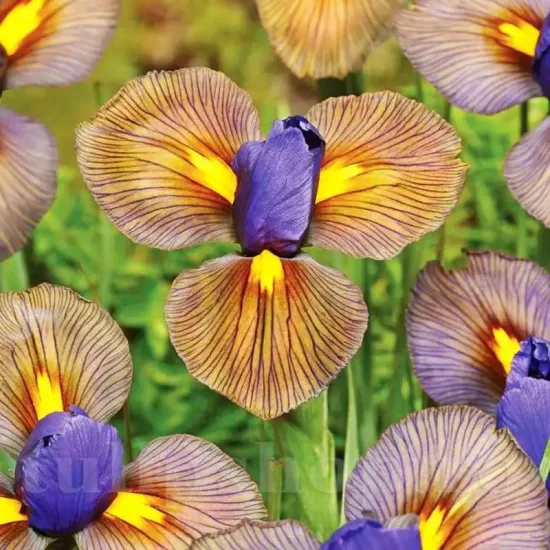 pachet bulbi iris hollandica tiger eye