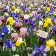 Pachet Bulbi Iris Hollandica Toamna Mix50 pachet bulbi iris hollandica toamna mix50 tulip shop 110x110