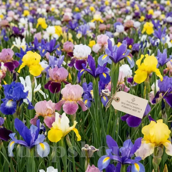 Pachet Bulbi Iris Hollandica Toamna Mix50 pachet bulbi iris hollandica toamna mix50 tulip shop