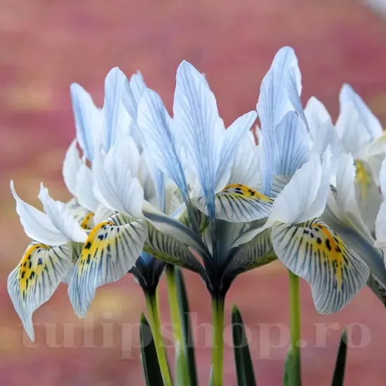 pachet bulbi iris katherine hodgkin tulip shop