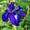 Bulbi Iris King of the Blues (Stanjenel)
