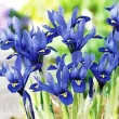 pachet bulbi iris reticulata harmony 110x110