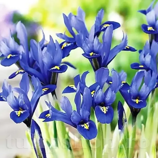 Bulbi Iris Harmony (Stanjenel) pachet bulbi iris reticulata harmony