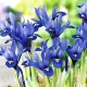Bulbi Iris Harmony (Stanjenel) pachet bulbi iris reticulata harmony