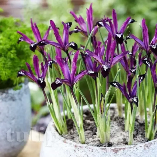 Bulbi Iris Pauline (Stanjenel) pachet bulbi iris reticulata pauline
