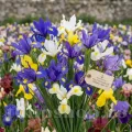 Pachet Bulbi Iris Hollandica Toamna Mix50