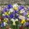 Pachet Bulbi Iris Hollandica Toamna Mix50