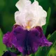 pachet iris german burgermeister multicolor