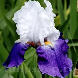 Bulbi Iris Arpage (Stanjenel) - Toamna Bulbi Iris Arpage (Stanjenel) - Toamna